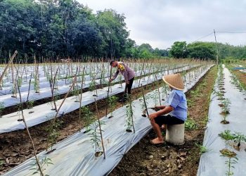 Polsek Kuantan Tengah Lakukan Pengecekan Lokasi Ketahanan Pangan Untuk Dukung Program ASTA CITA Presiden RI