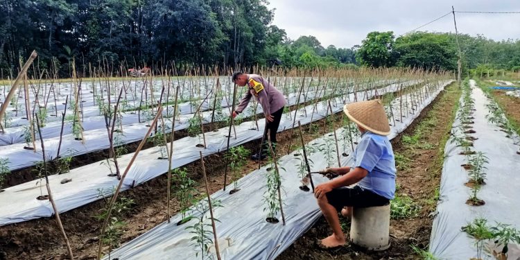 Polsek Kuantan Tengah Lakukan Pengecekan Lokasi Ketahanan Pangan Untuk Dukung Program ASTA CITA Presiden RI